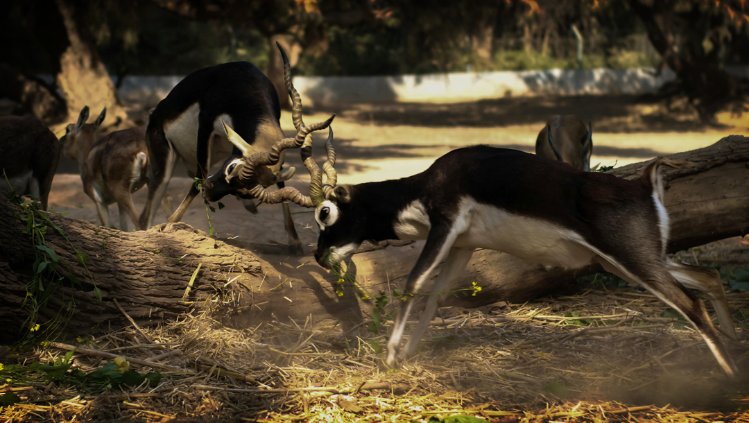 Keoladeo Blackbuck